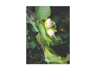 Msa corylus avellana 50 ml