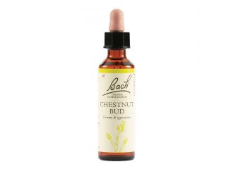 Chestnut bud bach orig 20 ml